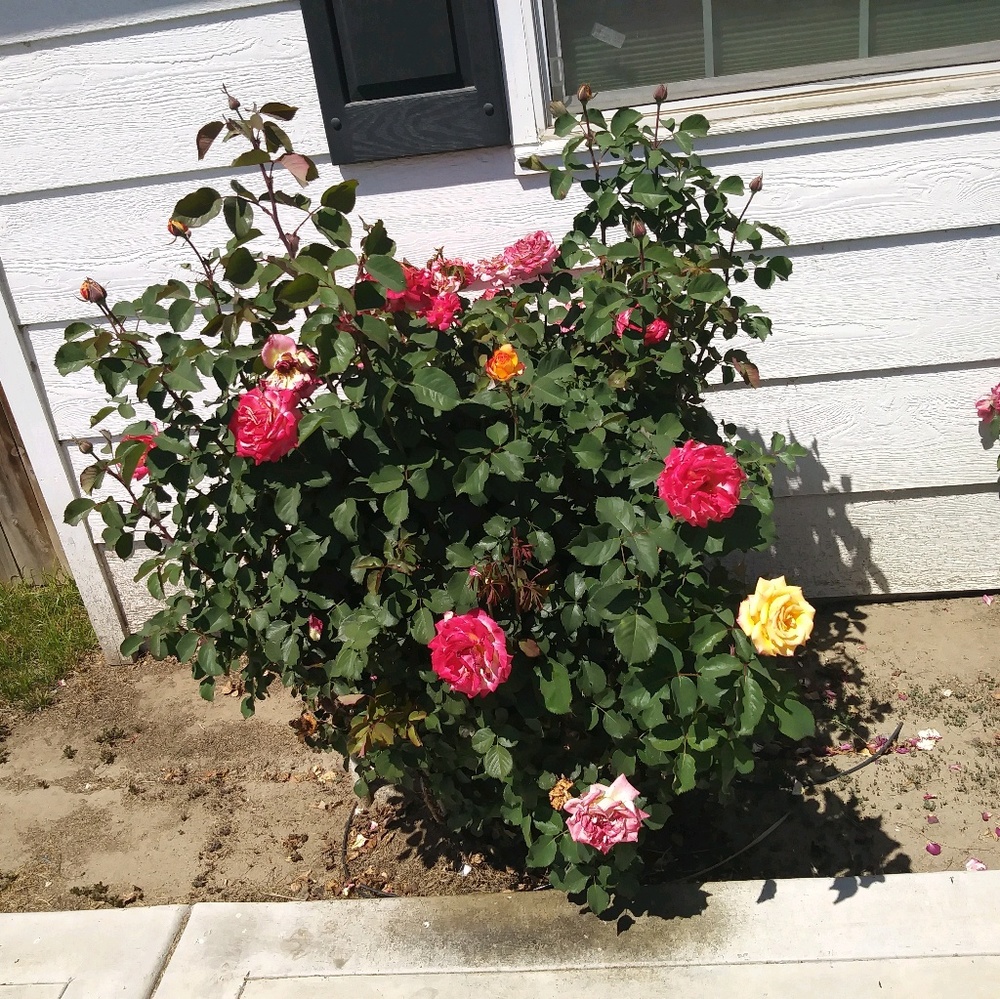 Meet your Posher, Yolanda